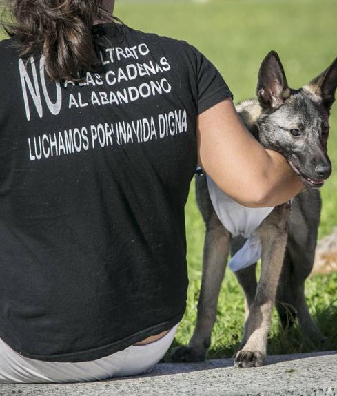 Uno de los perros de la feria de adopción de animales celebrada en Las Llamas.