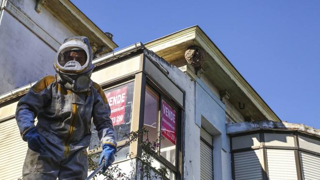 Los apicultores cántabros tendrán a partir de este año dos períodos para eliminar avispas asiáticas.