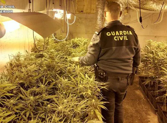 Detenido por cultivar en su casa de Bádames 300 plantas de marihuana