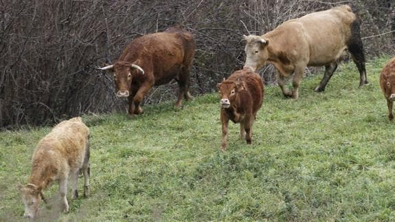 Vacas de una explotación que en 2013 fueron sacrificadas por un brote de brucelosis.