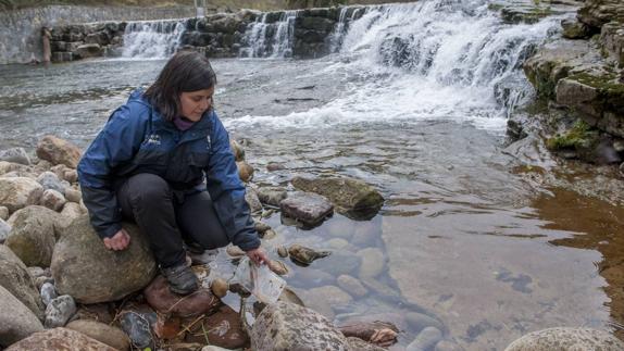 Una responsable de la Fundación Naturaleza y Hombre limpia el cauce del río en la presa de Rubalcaba.