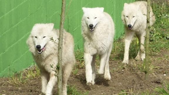 Tres lobas árticas completan el Parque Cuaternario del Zoo de Santillana |  El Diario Montañes