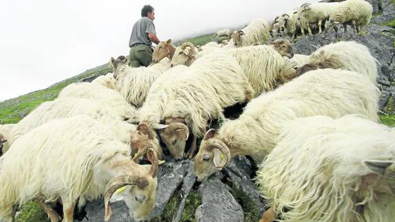 Un pastor controla su rebaño de ovejas en las montañas de Bejes (Potes).