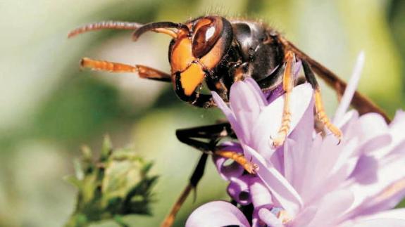 Avispa asiatica, especie invasora que afecta a las colmenas de Cantabria