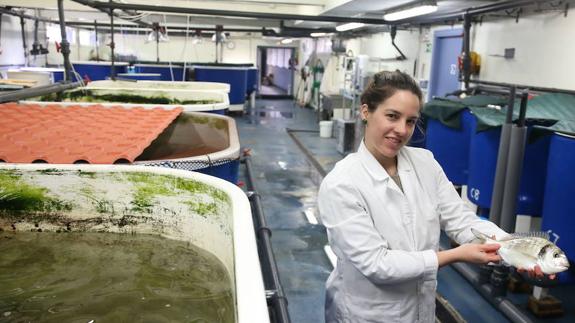 En la Escuela de Acuicultura de Mutriku (Guipúzcoa) se ensaya y mejora la explotación piscícola de la costa cantábrica