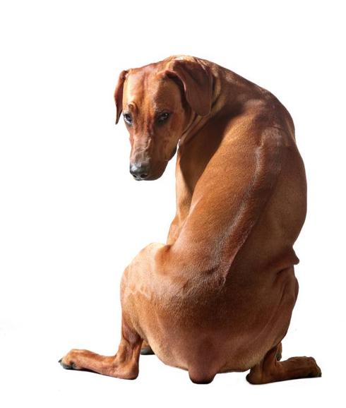 Bienestar animal. Amputaciones como la que muestra este perro serán erradicadas. 