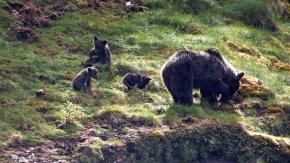 Una hembra de oso pardo, con sus oseznos, en libertad.