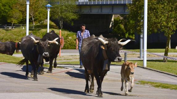Vacas Tudancas en una de las últimas ferias de Unquera.