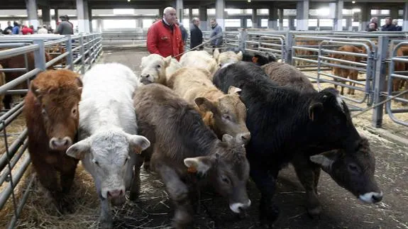 Vacas de carne en el Mercado Nacional de Ganados de Torrelavega