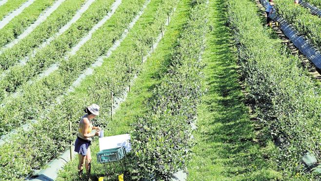 Se buscan temporeros de arándanos
