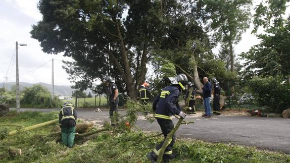 Los bomberos de Torrelavega retiran un árbol caído que cortó la carretera de Posadillo.