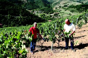 «Ahora el vino de Liébana ya tiene un nombre»