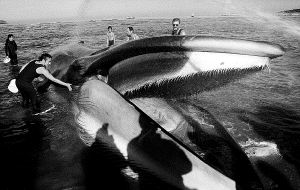 La ballena agonizó durante varias horas en la playa de Oriñón. / DM