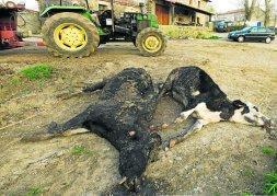La lengua azul se ceba con las vacas de un ganadero de Lloreda de Cayón