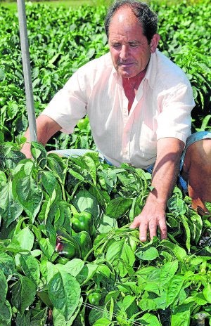 PIMIENTOS de Isla