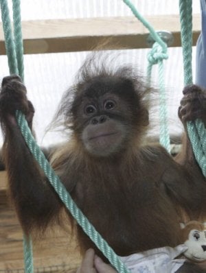 El orangután, en Santillana. ::
SANE