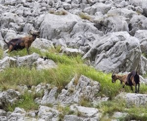 Ganadería abate a tiros 18 cabras 'villanas' en La Hermida