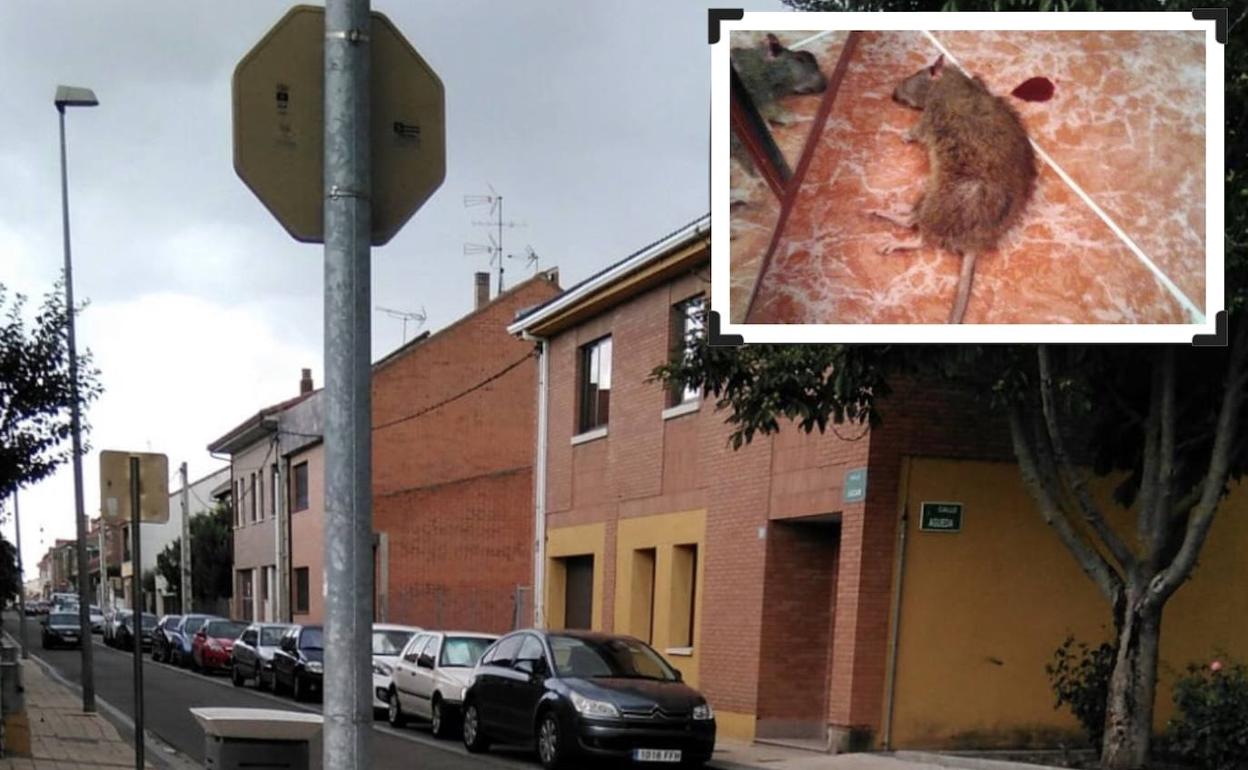 Casa donde apareció la rata y el animal muerto.
