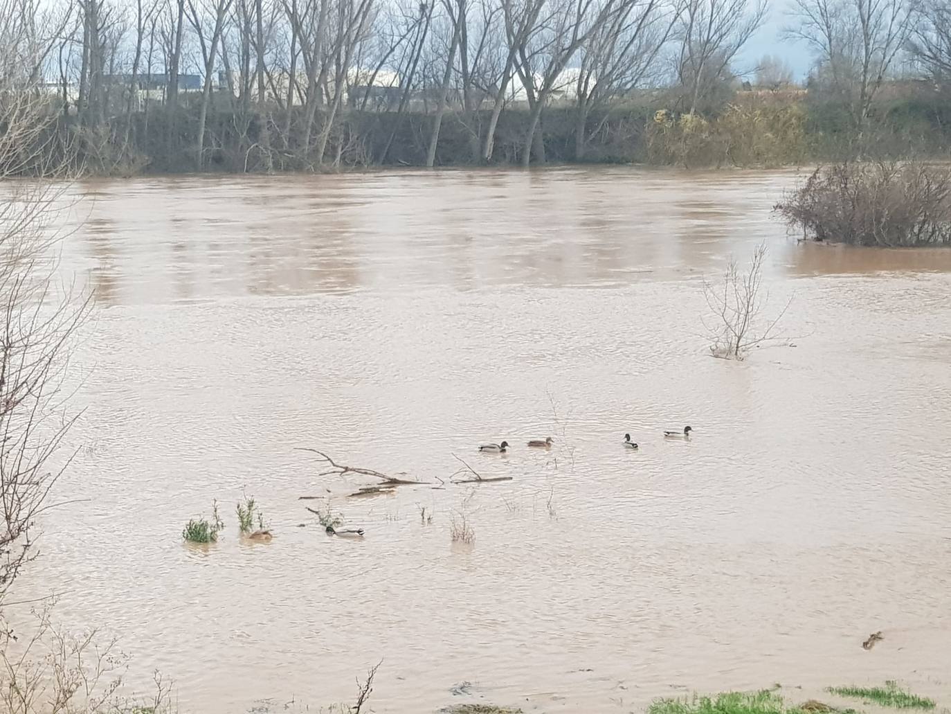 Fotos: Las consecuencias del temporal a su paso por Arroyo