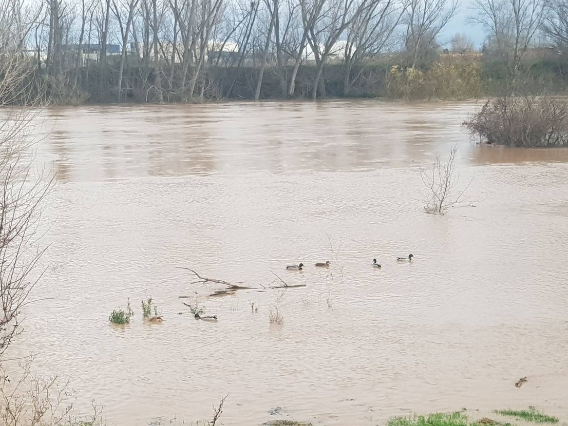 Fotos: Las consecuencias del temporal a su paso por Arroyo