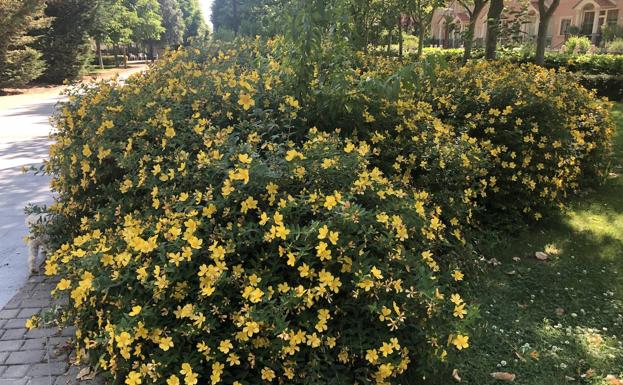 Los jardines también serán objeto de trabajos de arreglo y mejora con el plan de empleo propuesto para Arroyo. 