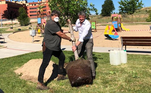 Árbol y cepellón preparados para ser plantados con motivo del Día del Medio Ambiente, celebrado este año con medidas de protección y seguridad en Arroyo. 