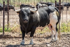 Toro de San Antonio, un cinqueño de la ganadería Francisco Galache