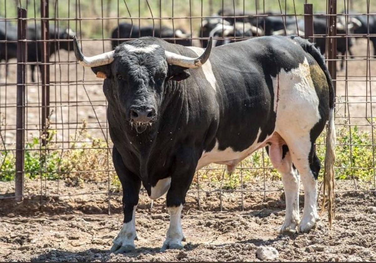 Toro de San Antonio, un cinqueño de la ganadería Francisco Galache