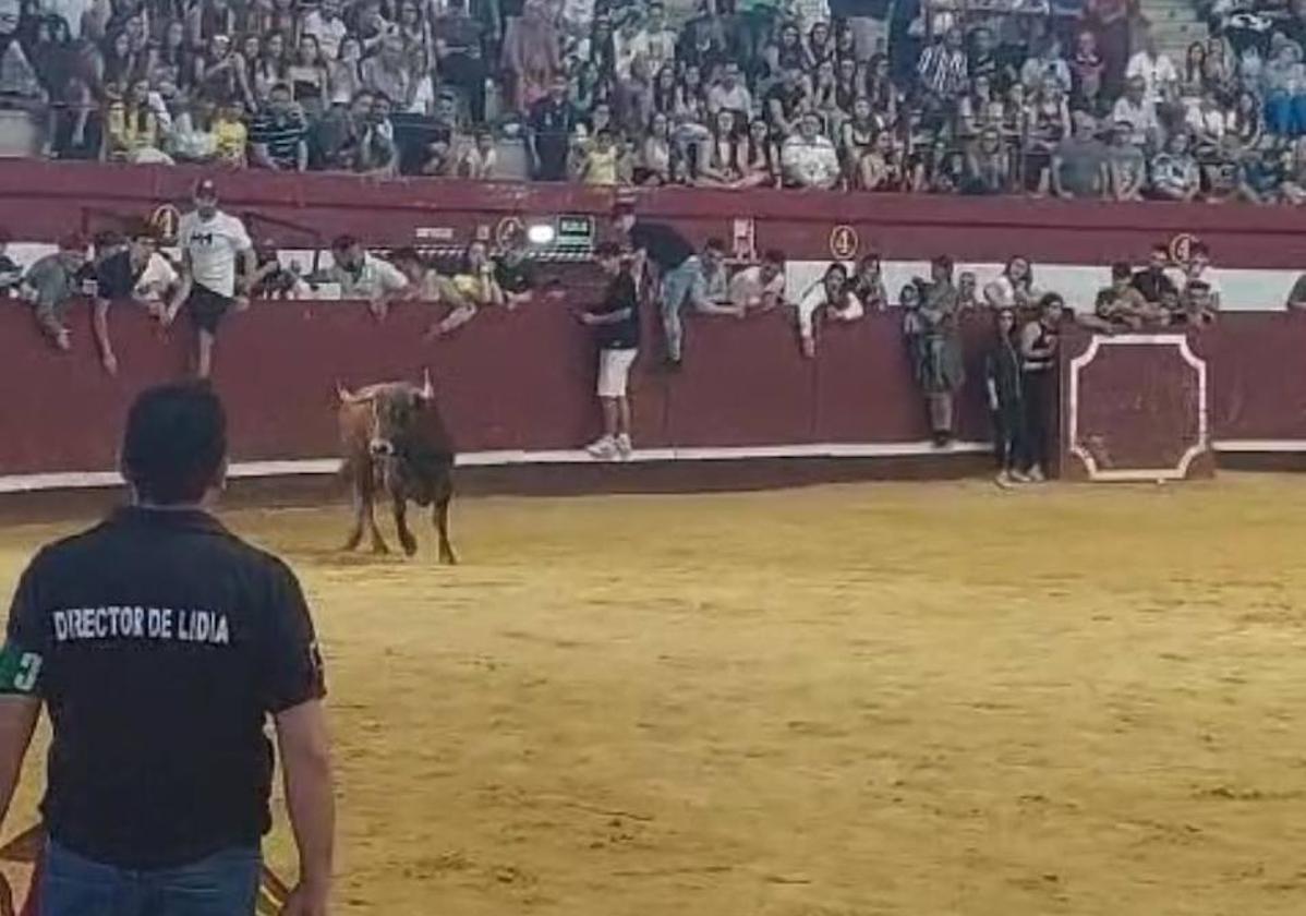 Entretenido encierro en el sábado de fiestas de Arroyo