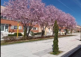 Árboles en el casco urbao de Arroyo de la Encomienda