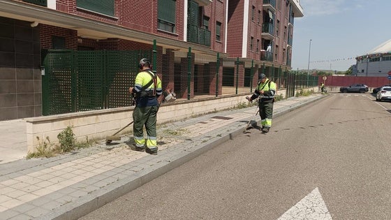 Arroyo duplica esfuerzos contra las malas hierbas en una primavera excepcionalmente lluviosa