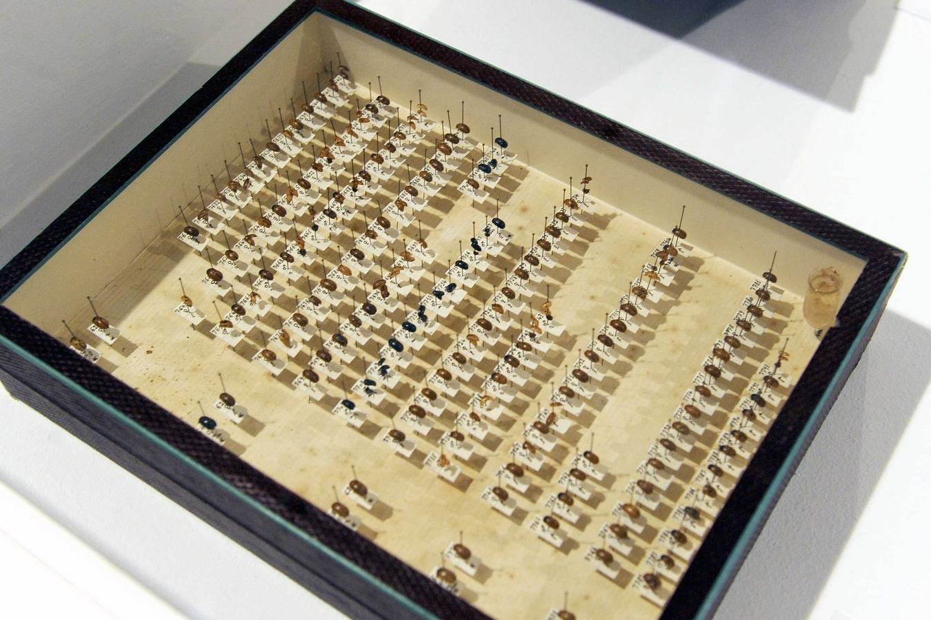 Inauguración de la exposición ‘La residencia de Estudiantes. La cultura de la edad de plata y Valladolid’