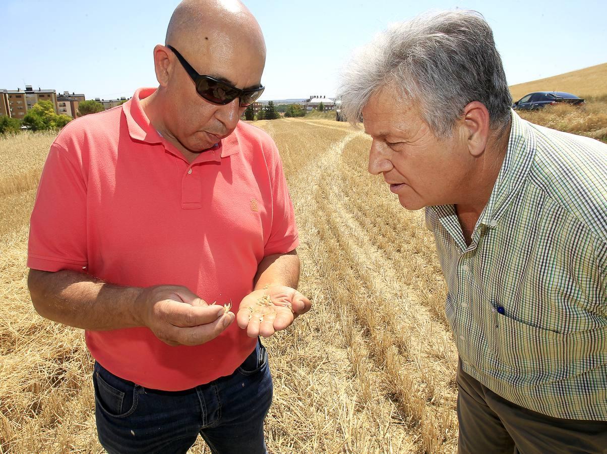 Silvia Clemente presenta los datos de estimación de la cosecha de cereales en Villamuriel de Cerrato (Palencia)