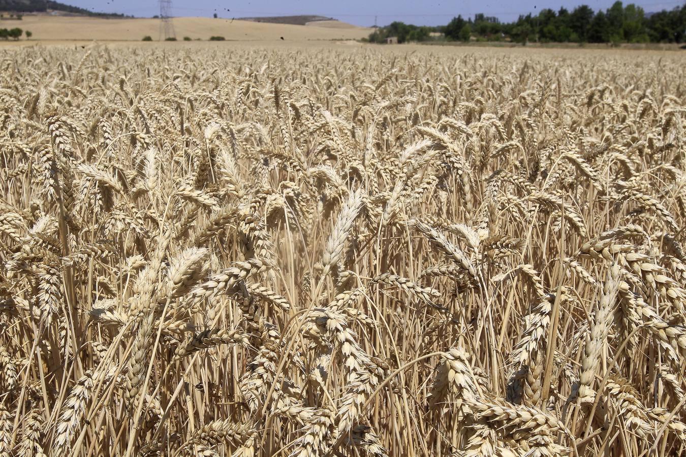 Silvia Clemente presenta los datos de estimación de la cosecha de cereales en Villamuriel de Cerrato (Palencia)
