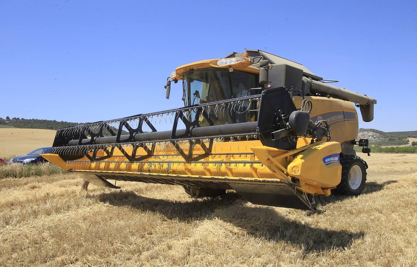 Silvia Clemente presenta los datos de estimación de la cosecha de cereales en Villamuriel de Cerrato (Palencia)