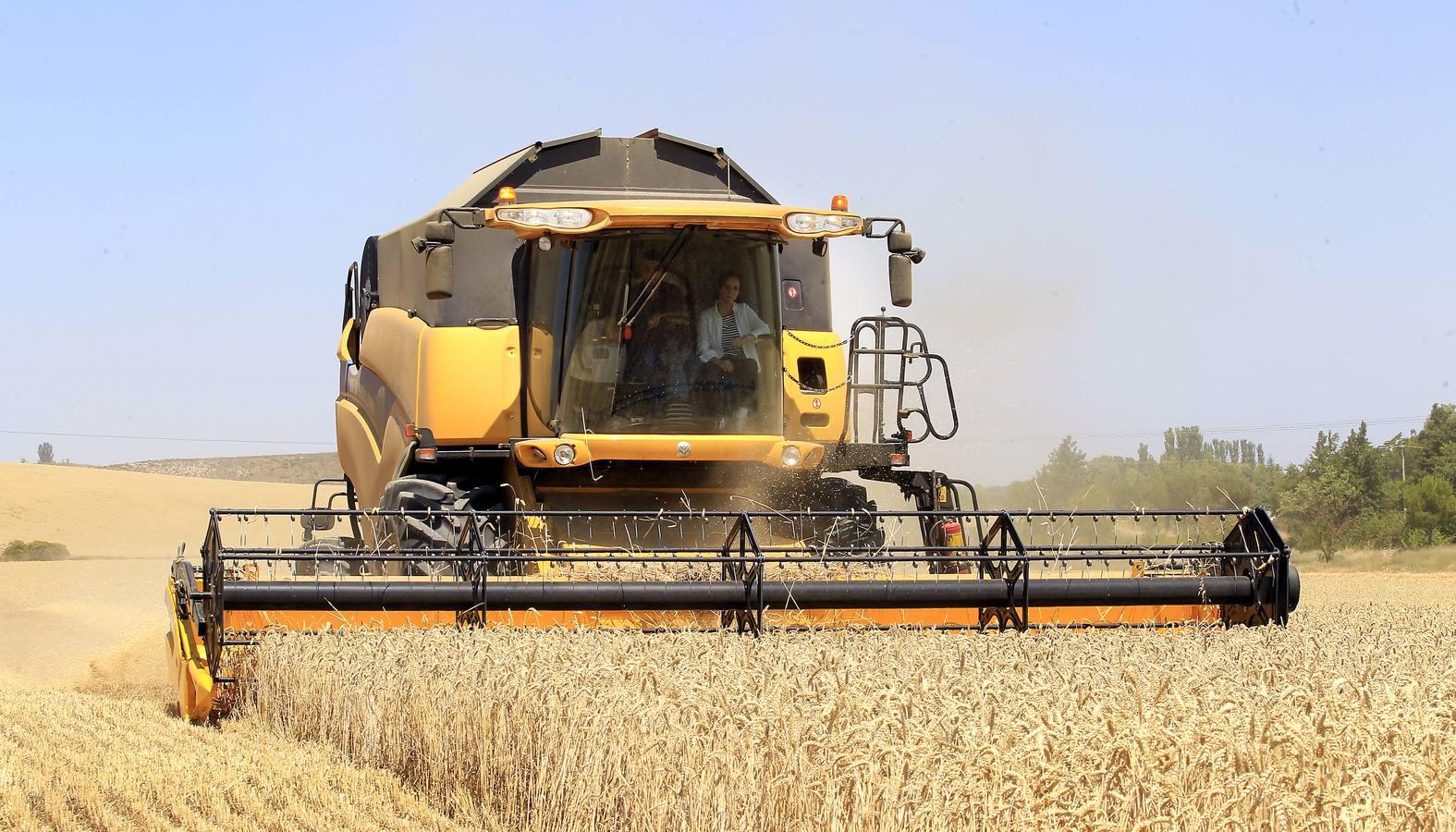Silvia Clemente presenta los datos de estimación de la cosecha de cereales en Villamuriel de Cerrato (Palencia)