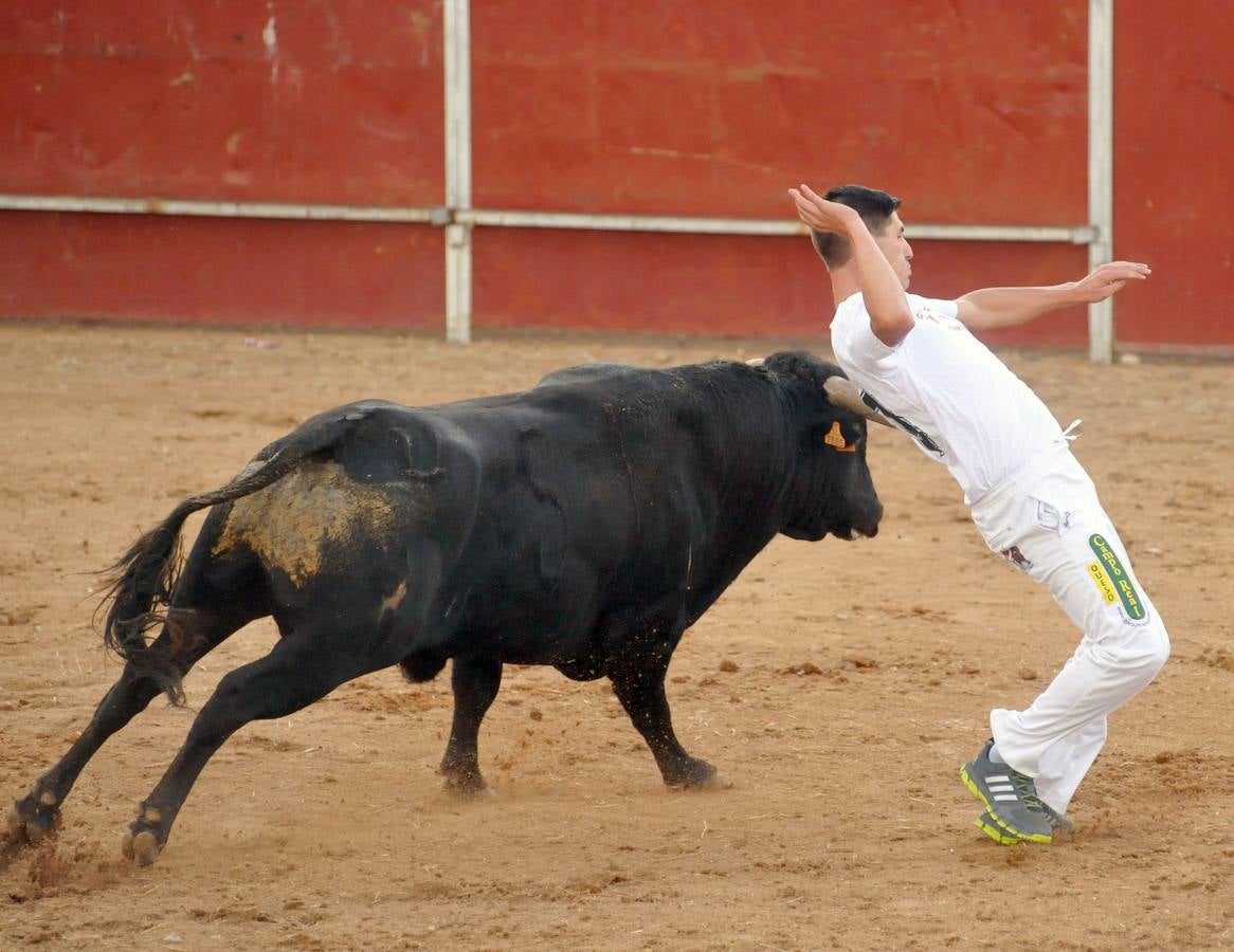 Concurso de cortes de Matapozuelos