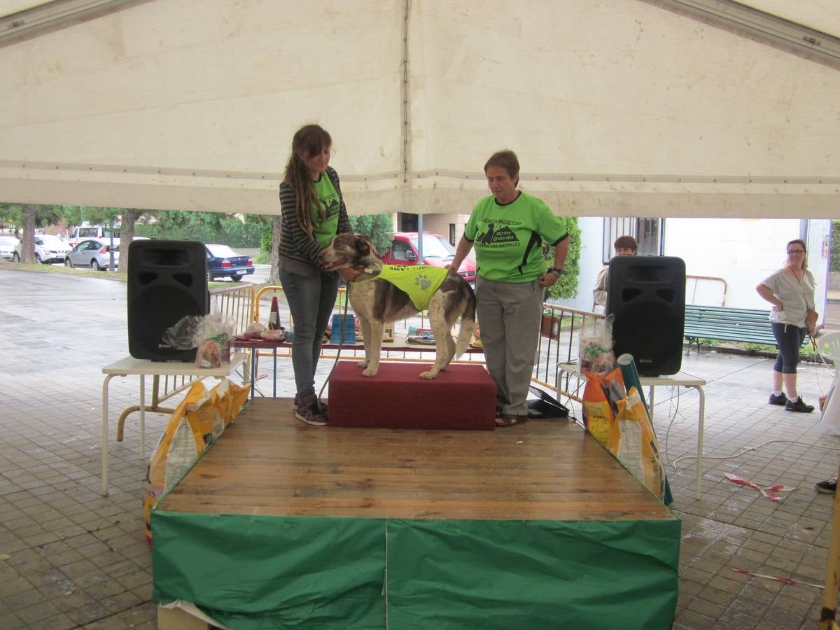 Jornada de convivencia organizada por la Asociación Protectora Amigos de los Animales de Guardo (Palencia)