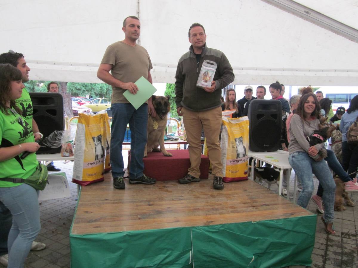 Jornada de convivencia organizada por la Asociación Protectora Amigos de los Animales de Guardo (Palencia)