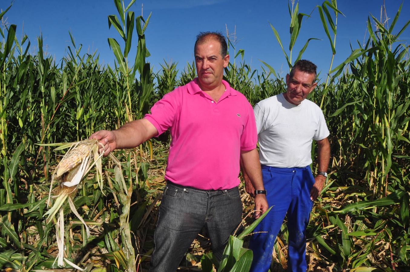 Daños causados por los jabalíes en los campos de máiz de Pollos. Valladolid
