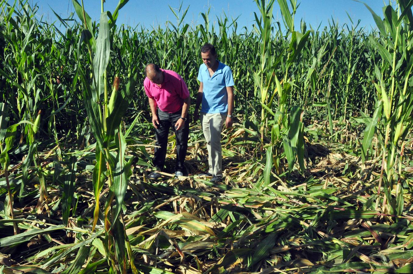 Daños causados por los jabalíes en los campos de máiz de Pollos. Valladolid
