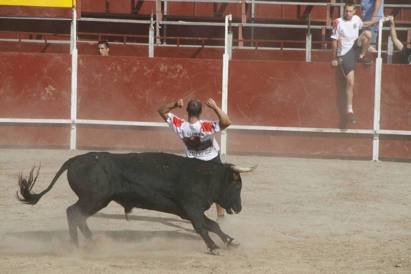 Novillo del Alba y capea en Campaspero