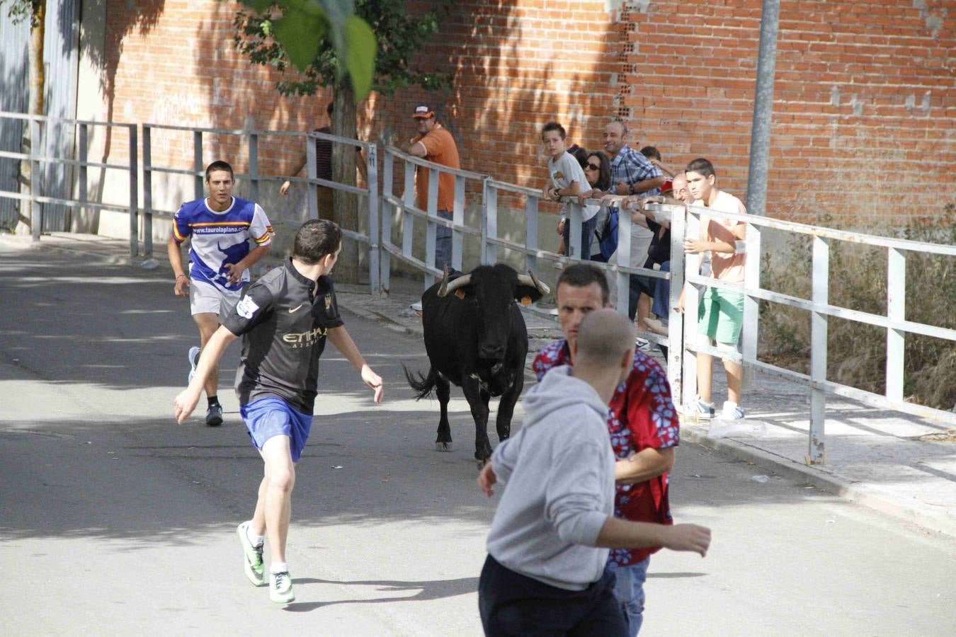 Novillo del Alba y capea en Campaspero