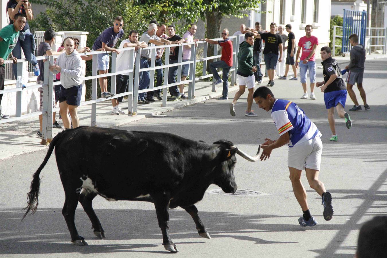 Novillo del Alba y capea en Campaspero