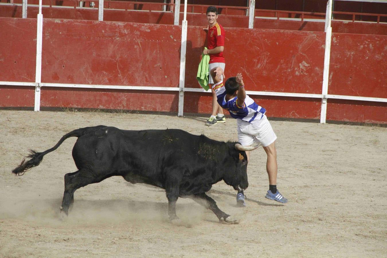 Novillo del Alba y capea en Campaspero