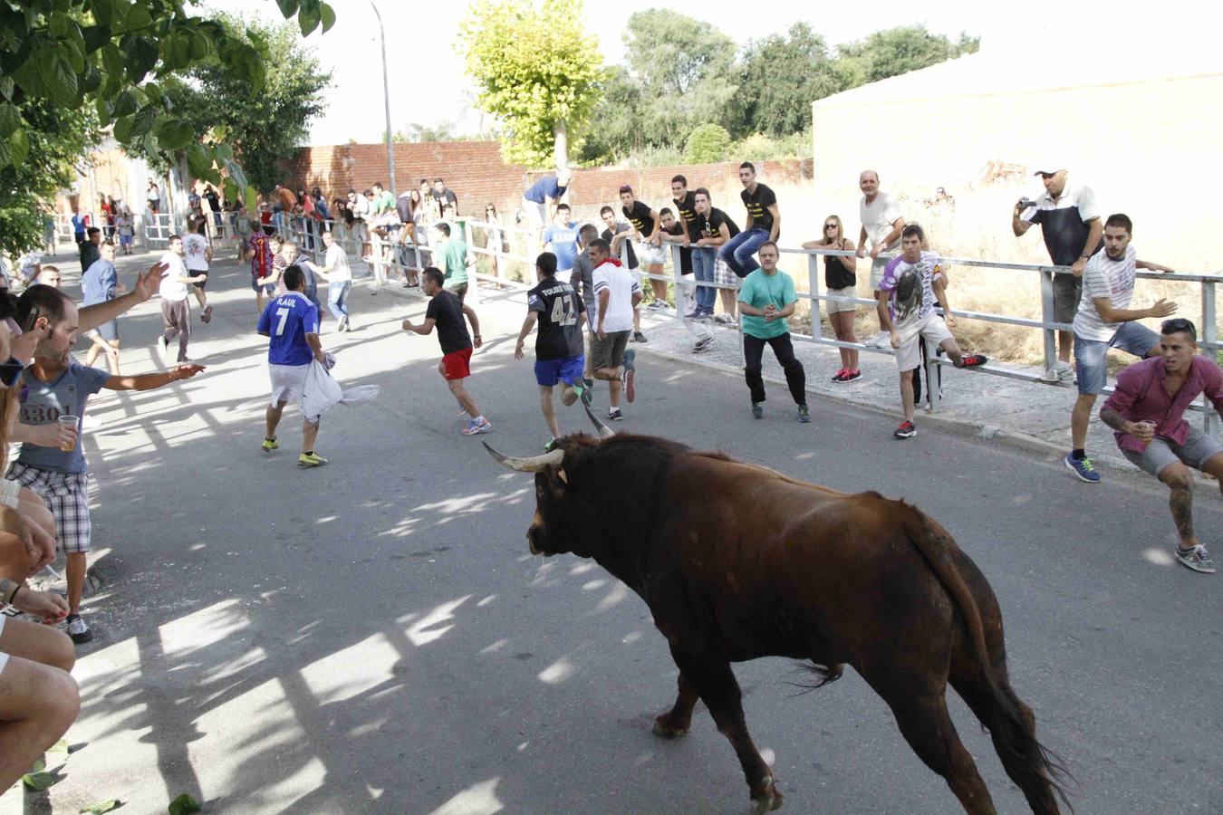 Novillo del Alba y capea en Campaspero