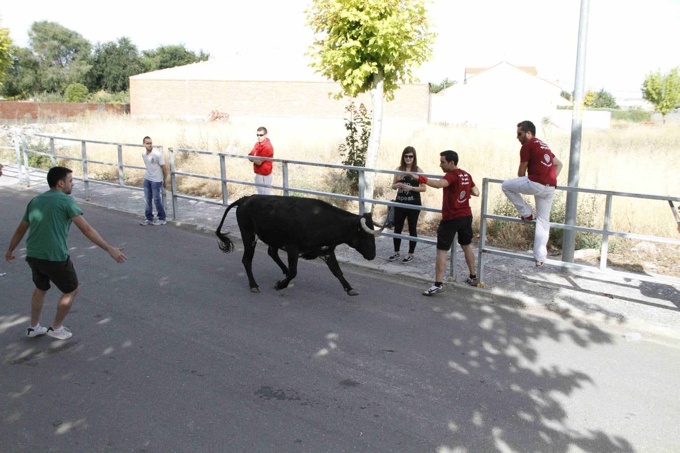 Novillo del Alba y capea en Campaspero