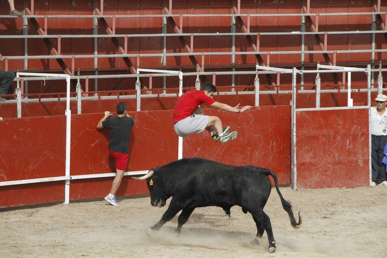 Novillo del Alba y capea en Campaspero