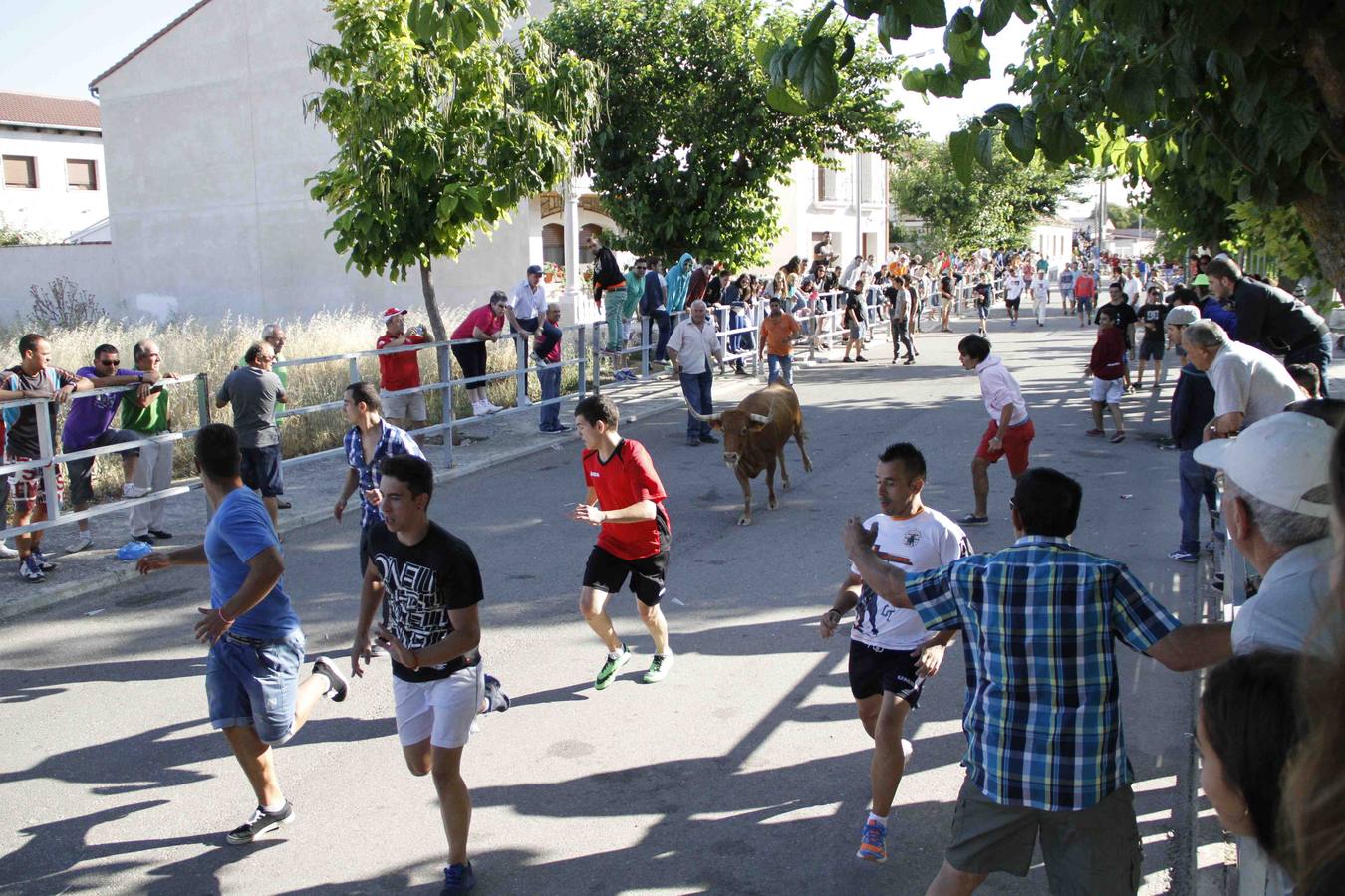 Encierro de la Vaca de la Afición y el Toro del Páramo en Campaspero. Valladolid