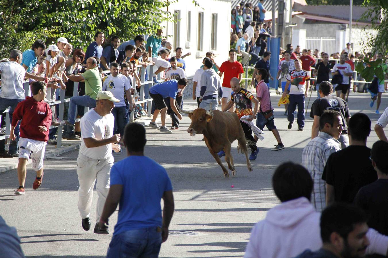 Encierro de la Vaca de la Afición y el Toro del Páramo en Campaspero. Valladolid